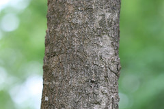 Careya arborea